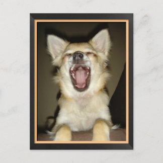 カルテポストエールchien chihuahuaユーモア ポストカード