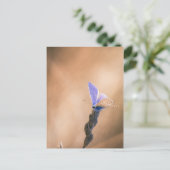 カルテポストパピヨンアルガスブルー ポストカード (スタンド正面)