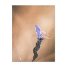 カルテポストパピヨンアルガスブルー