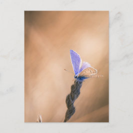 カルテポストパピヨンアルガスブルー ポストカード