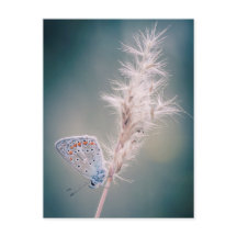 カルテポストパピヨンアルガスブルー