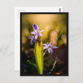 カルテポストールルシル ポストカード (正面/裏面)