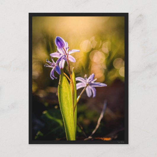 カルテポストールルシル ポストカード (正面)