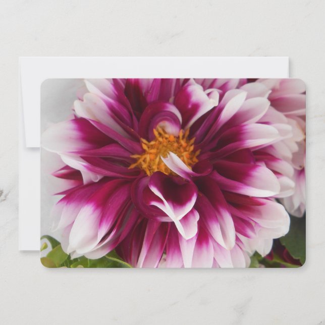 カルテューサリン (正面)