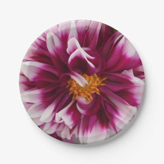 カルテユリン ペーパープレート (正面)