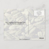 カルドマムの種 ポストカード (裏面)