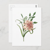 カルネーション(Dianthus caryophyllus)by Redote ポストカード (正面/裏面)