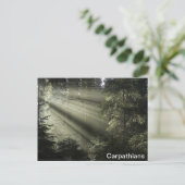 カルパティア人の神秘的な森 ポストカード (スタンド正面)