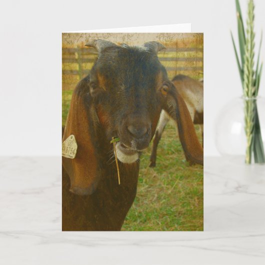 カルビンが挨拶する カード (正面)