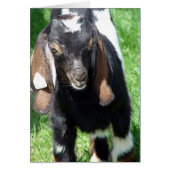 カルビン (正面)