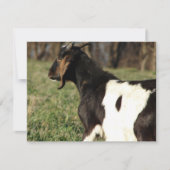 カルビン (正面)