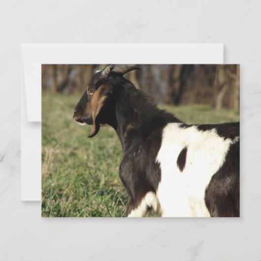 カルビン (正面)