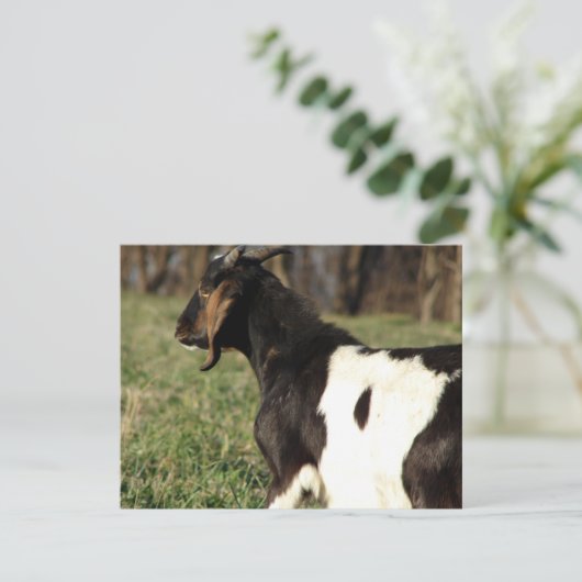 カルビン (スタンド正面)