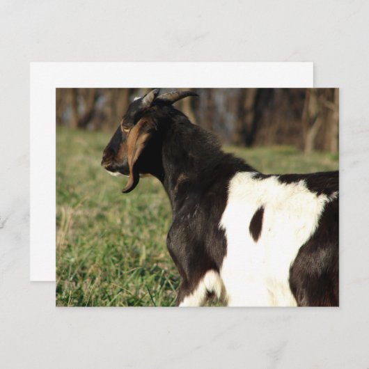 カルビン (正面/裏面)