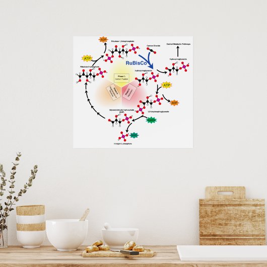 カルビン・サイクルと炭素固定の概要 ポスター (キッチン)