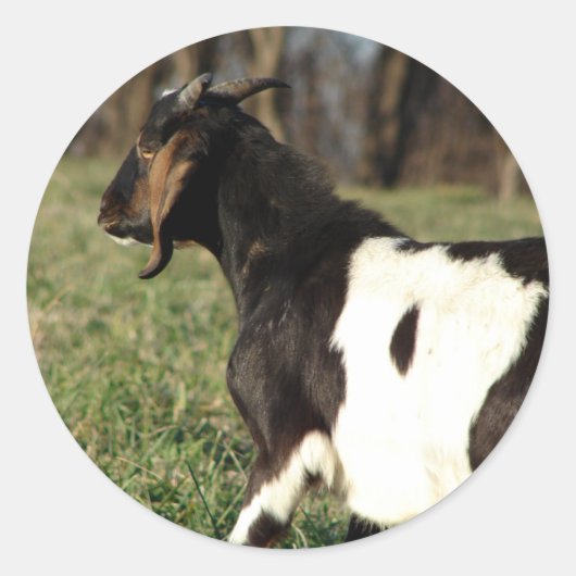 カルビン ラウンドシール (正面)