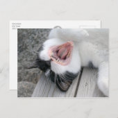 カルマーレキャットヨーンCC0379はがき ポストカード (正面/裏面)