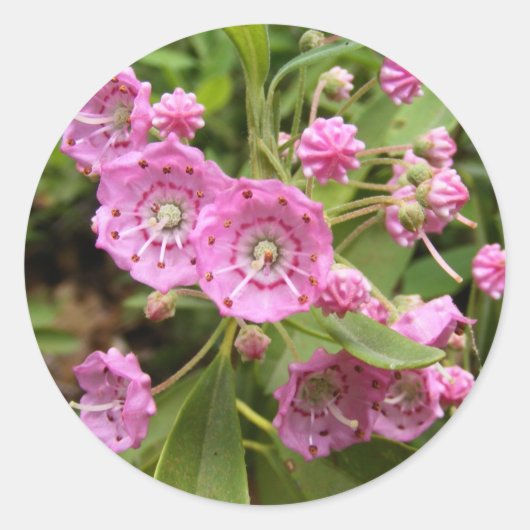 カルミア104 ～シール ラウンドシール (正面)