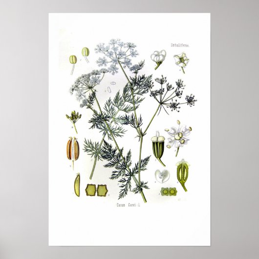 カルムカーヴィ（キャラウェイ） ポスター (正面)