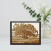 カルメル・バレー夏の小屋 ポストカード (スタンド正面)