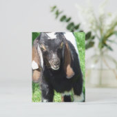 カルヴィン ポストカード (スタンド正面)