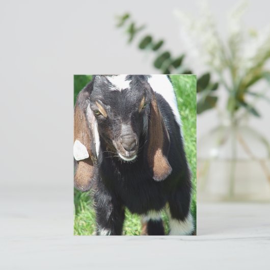 カルヴィン ポストカード (スタンド正面)