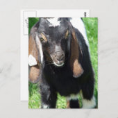 カルヴィン ポストカード (正面/裏面)