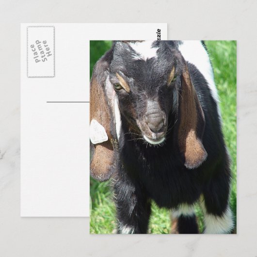 カルヴィン ポストカード (正面/裏面)