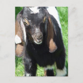 カルヴィン ポストカード (正面)