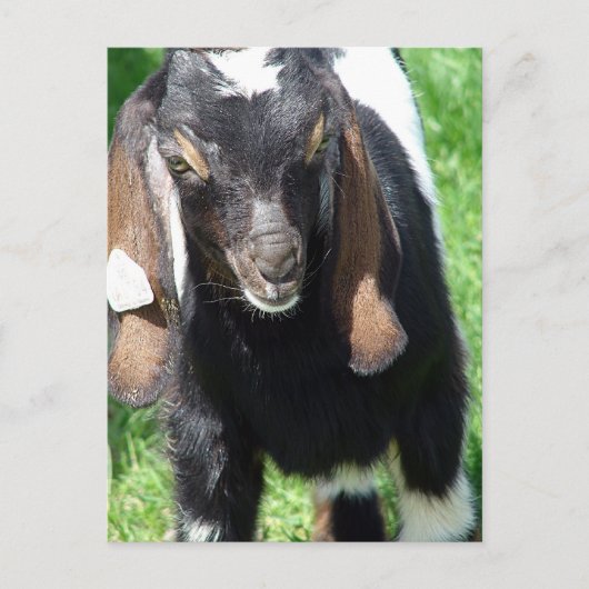 カルヴィン ポストカード (正面)