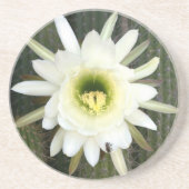 カルー地方のナイトサボテンの花の女王 コースター (正面)