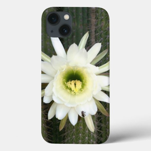 カルー地方のナイトサボテンの花の女王 Case-Mate iPhoneケース (裏面)