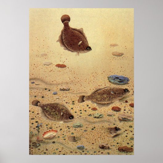 カレイまたはヒラメ、ヴィンテージ海洋生物 ポスター (正面)
