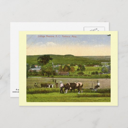 カレッジ・メドウ、アムハースト マサチューセッツ州 1912 ヴィンテージ ポストカード (正面/裏面)