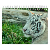 カレンダタイガー カレンダー (カバー)