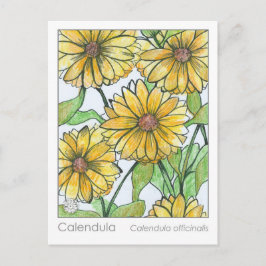 カレンダマテリアメディカハーブ勉強カード ポストカード