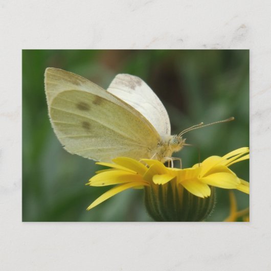 カレンダーパーティー! ポストカード (正面)