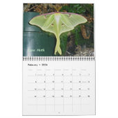 カレンダー – その他の蝶と蛾 (2月 2026)