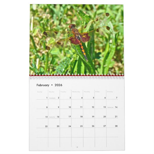 カレンダー-トンボ類とダムセルハエ類 カレンダー (2月 2026)