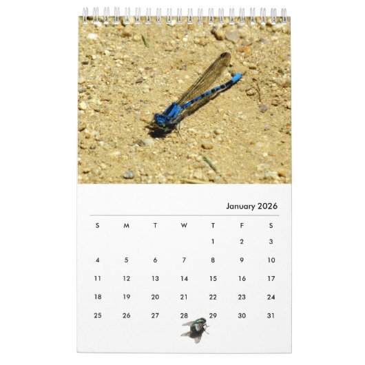 カレンダー – 虫とハエ (1月 2026)