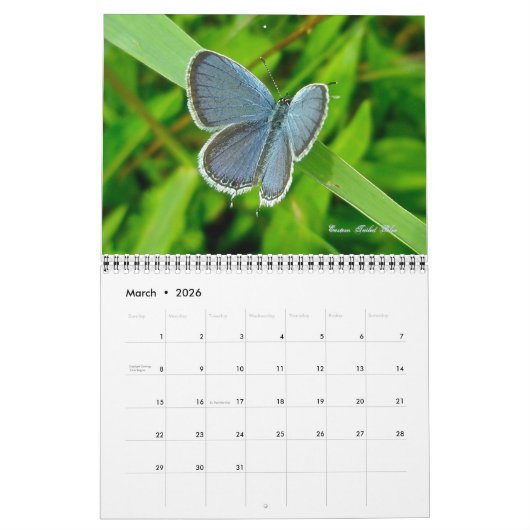 カレンダー – 蝶と蛾 (3月 2026)