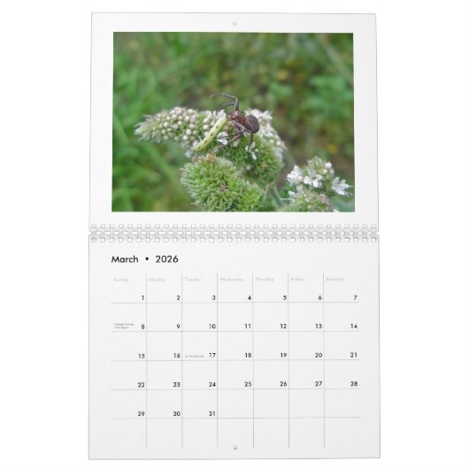 カレンダー – Spiders Galore (3月 2026)