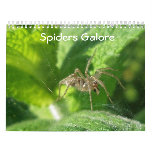 カレンダー – Spiders Galore (カバー)