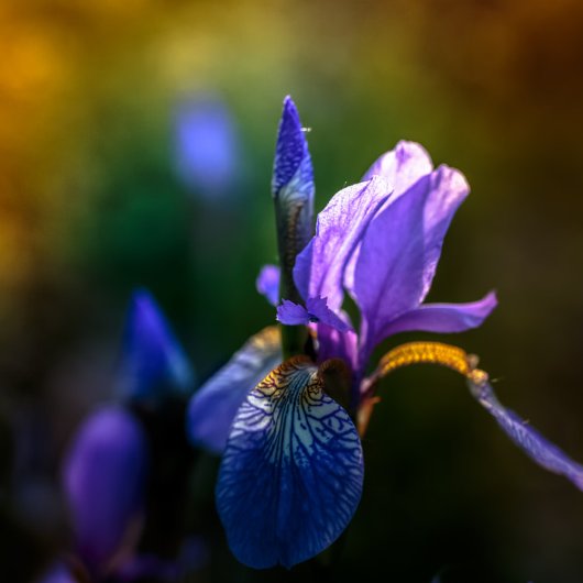 カレンダ カレンダー