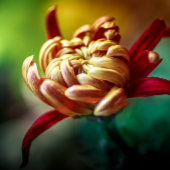 カレンダ カレンダー