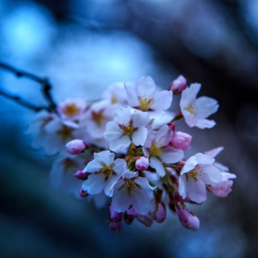 カレンダ カレンダー