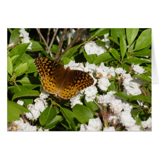 カレン山のカレンザクラに止まるギフチョウ (正面横)
