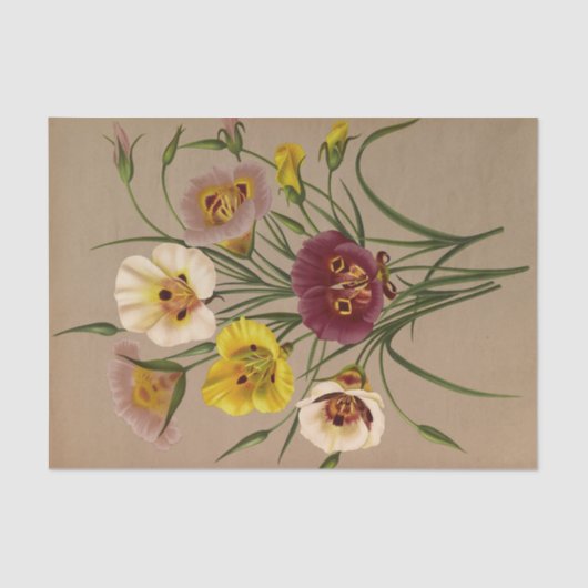 カロコルティ仕様。Div.by Arentina Arendsen 薄葉紙 (正面)