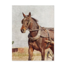 カロナアイオワアミッシュホースアンド乳母車