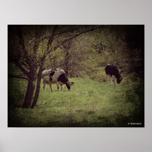 カロナ乳牛 ポスター (正面)